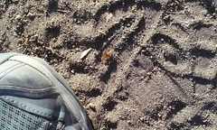 Pseudomethoca anthracina