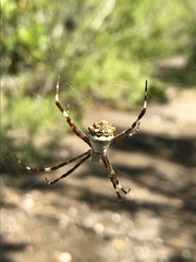 Argiope butchko