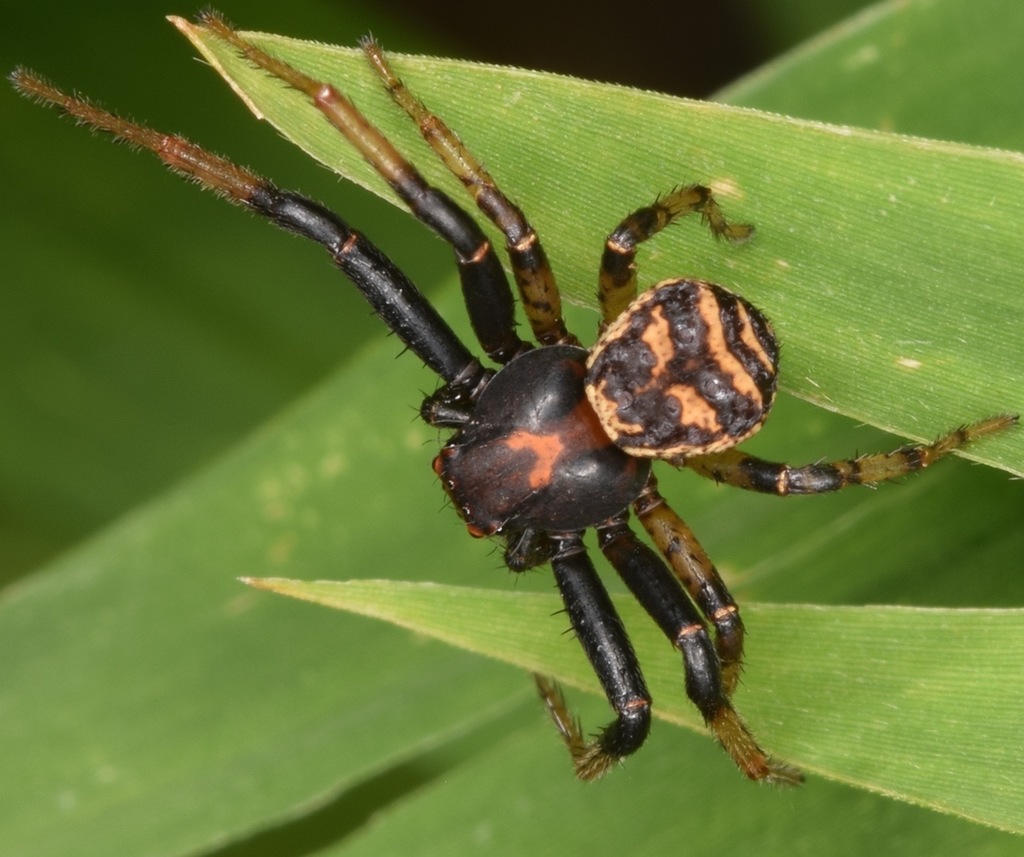 Brotherly Ground Crab Spider