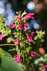 Salvia chiapensis