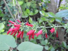 Salvia holwayi