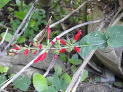 Salvia holwayi