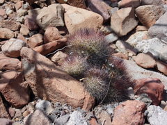 Mammillaria petrophila arida