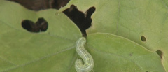 Vigna aconitifolia