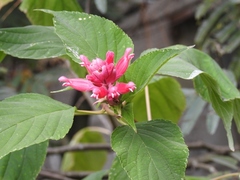 Salvia wagneriana
