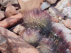 Mammillaria petrophila arida