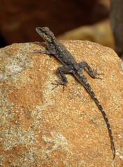 Psammophilus dorsalis