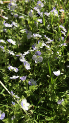 Veronica filiformis