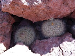 Mammillaria petrophila arida