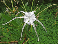 Hymenocallis speciosa