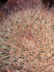 Mammillaria petrophila arida