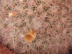 Mammillaria petrophila arida