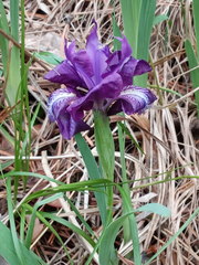 Iris furcata