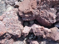 Mammillaria petrophila arida