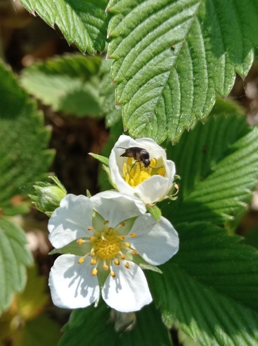 Šlaitinė žemuogė nuotrauka