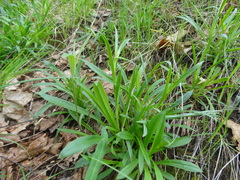 Dianthus superbus
