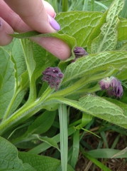 Symphytum officinale