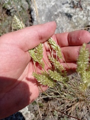 Koeleria macrantha macrantha