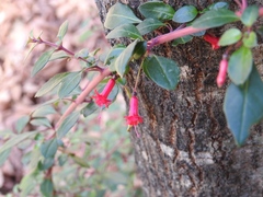 Fuchsia thymifolia
