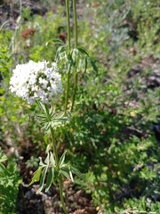 Valeriana dubia