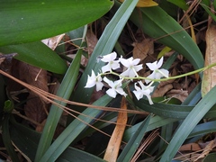 Cuitlauzina pulchella