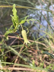 Billardiera mutabilis