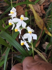 Cuitlauzina pulchella