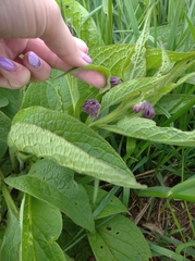 Symphytum officinale