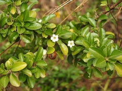Randia chiapensis