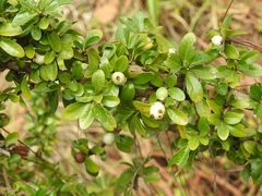 Randia chiapensis