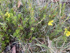 Hibbertia fasciculata