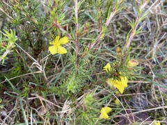 Hibbertia fasciculata