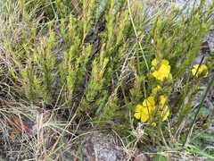 Hibbertia fasciculata