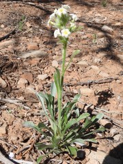 Oreocarya confertiflora