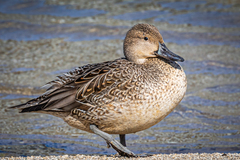 Anas acuta