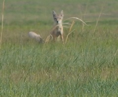 Vulpes corsac