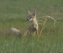 Vulpes corsac