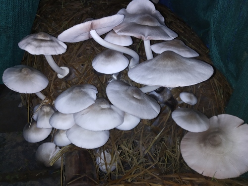 paddy straw mushroom