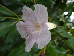 Tabebuia