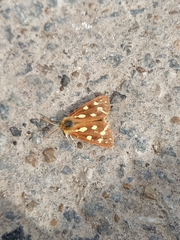 Arctia aulica