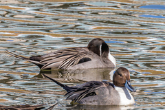 Anas acuta