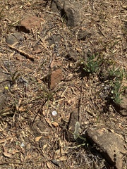 Chlorogalum grandiflorum