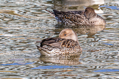 Anas acuta
