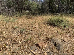 Chlorogalum grandiflorum
