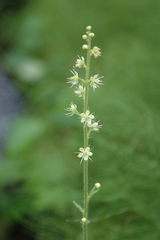 Micranthes spicata