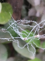 Cyclosa