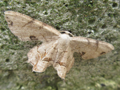 Dysaethria moza