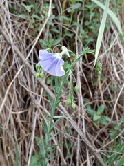 Linum nervosum