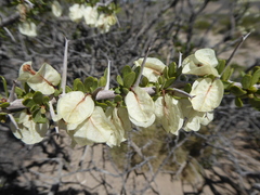Bougainvillea spinosa