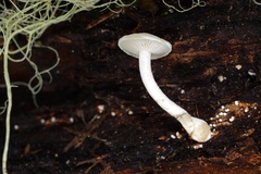 Collybia bakerensis